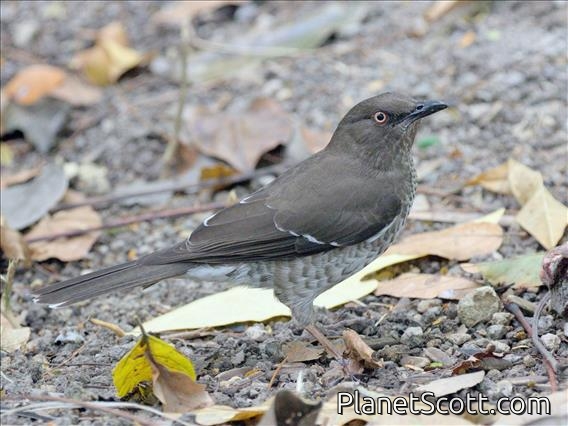 Scaly-breasted Thrasher (Allenia fusca)