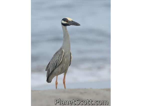 Yellow-crowned Night-Heron (Nyctanassa violacea)