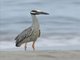 Yellow-crowned Night-Heron (Nyctanassa violacea)
