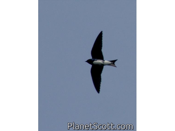 Caribbean Martin (Progne dominicensis)