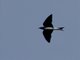 Caribbean Martin (Progne dominicensis)