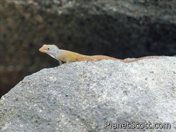 Watt's Anole (Anolis wattsii)