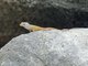 Watt's Anole (Anolis wattsii)