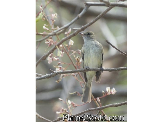 Caribbean Elaenia (Elaenia martinica)