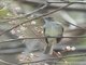 Caribbean Elaenia (Elaenia martinica)