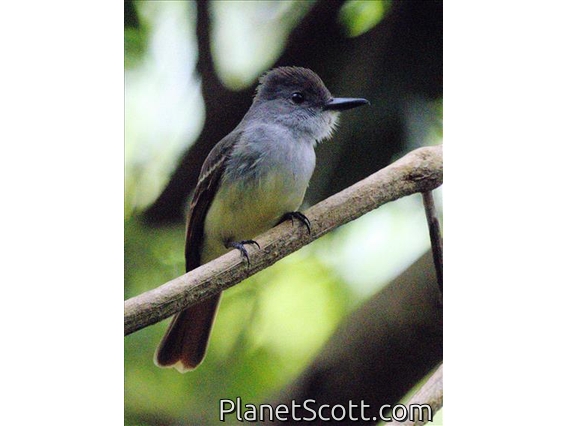 Lesser Antillean Flycatcher (Myiarchus oberi)