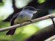 Lesser Antillean Flycatcher (Myiarchus oberi)