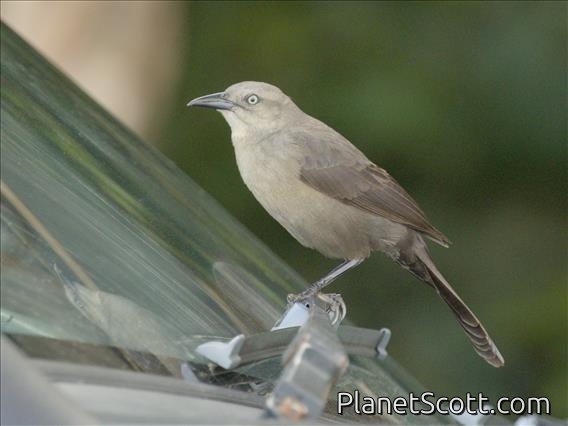 Carib Grackle (Quiscalus lugubris) - Female