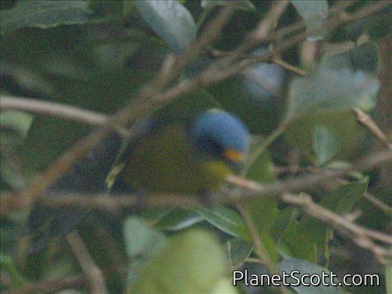 Lesser Antillean Euphonia (Chlorophonia flavifrons)