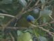 Lesser Antillean Euphonia (Chlorophonia flavifrons)