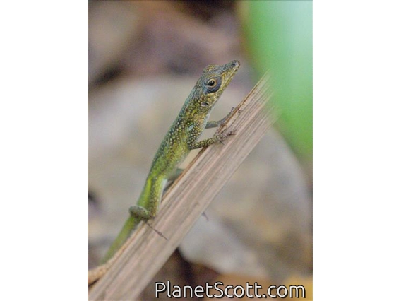 Martinique Anole (Anolis roquet)