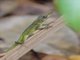 Martinique Anole (Anolis roquet)