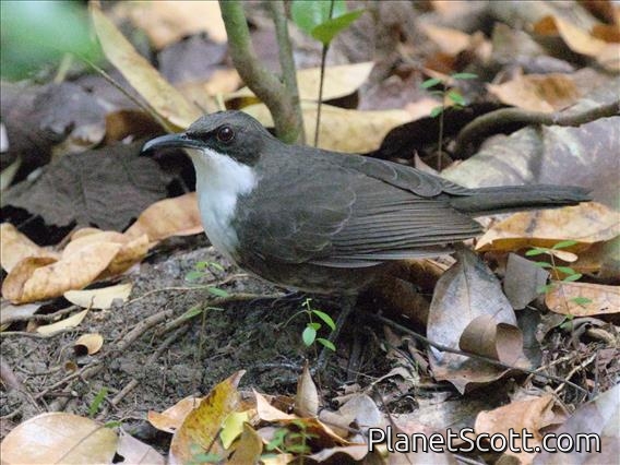 Martinique Thrasher (Ramphocinclus brachyurus)