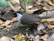 Martinique Thrasher (Ramphocinclus brachyurus)