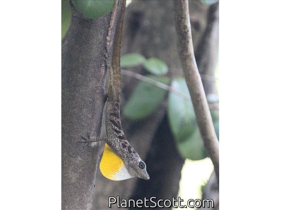 Martinique Anole (Anolis roquet)