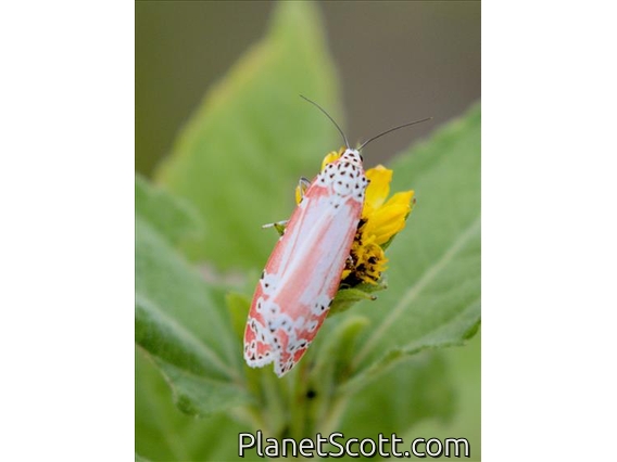 Ornate Bella Moth (Utetheisa ornatrix)