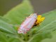 Ornate Bella Moth (Utetheisa ornatrix)