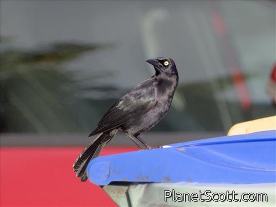 Carib Grackle (Quiscalus lugubris) - Male