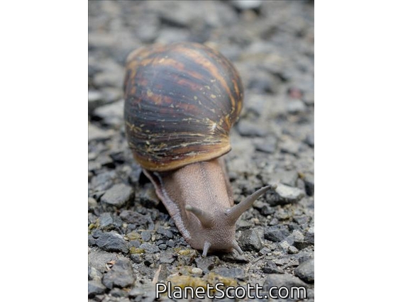 Giant West African Snail (Archachatina marginata)