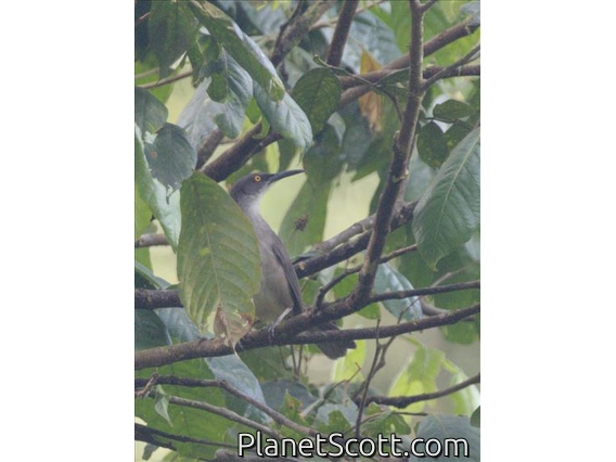 Gray Trembler (Cinclocerthia gutturalis)