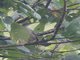 Gray Trembler (Cinclocerthia gutturalis)