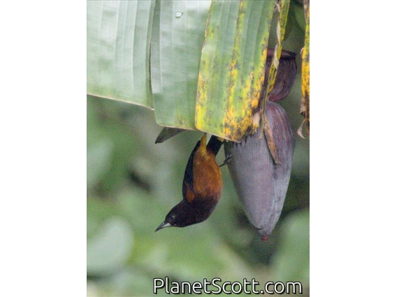 Martinique Oriole (Icterus bonana)