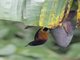 Martinique Oriole (Icterus bonana)