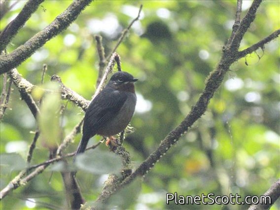 Rufous-throated Solitaire (Myadestes genibarbis)