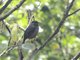Rufous-throated Solitaire (Myadestes genibarbis)