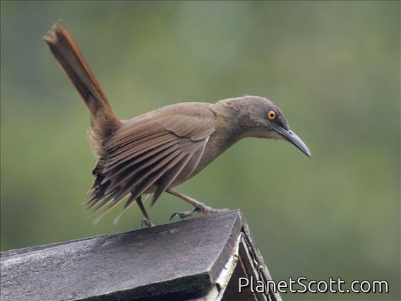 Brown Trembler (Cinclocerthia ruficauda)