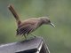 Brown Trembler (Cinclocerthia ruficauda)