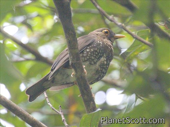 Forest Thrush (Turdus lherminieri)