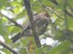 Forest Thrush (Turdus lherminieri)