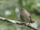 Scaly-breasted Thrasher (Allenia fusca)