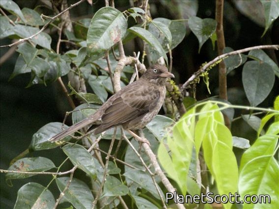Pearly-eyed Thrasher (Margarops fuscatus)