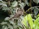 Pearly-eyed Thrasher (Margarops fuscatus)