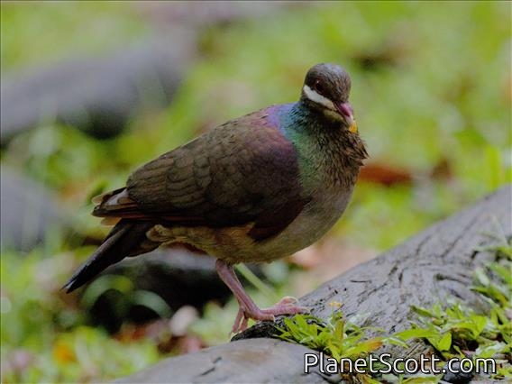 Bridled Quail-Dove (Geotrygon mystacea)