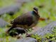 Bridled Quail-Dove (Geotrygon mystacea)