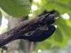 Guadeloupe Woodpecker (Melanerpes herminieri)