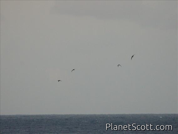 Sooty Tern (Onychoprion fuscatus)