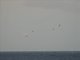 Sooty Tern (Onychoprion fuscatus)