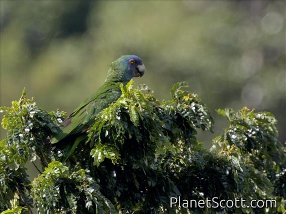 Red-necked Parrot (Amazona arausiaca)