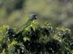 Red-necked Parrot (Amazona arausiaca)