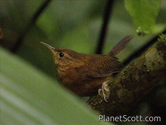 Kalinago Wren (Troglodytes martinicensis)