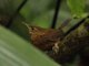 Kalinago Wren (Troglodytes martinicensis)