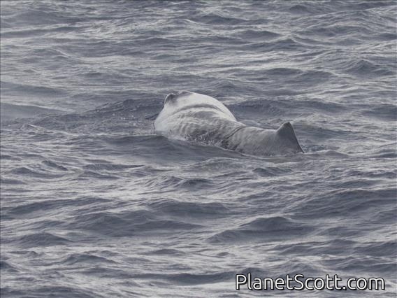 Sperm Whale (Physeter catodon)