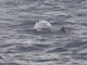 Sperm Whale (Physeter catodon)