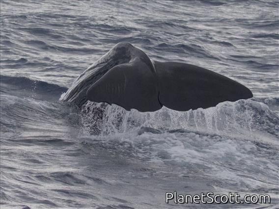 Sperm Whale (Physeter catodon)