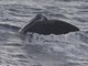 Sperm Whale (Physeter catodon)