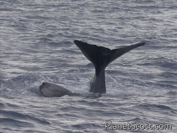 Sperm Whale (Physeter catodon)